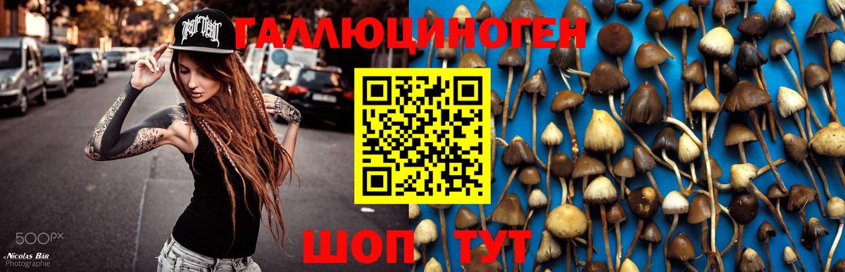 Псилоцибиновые грибы Psilocybine cubensis  Вход с VPN  Подольск 